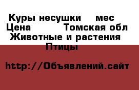 Куры несушки 11-мес. › Цена ­ 250 - Томская обл. Животные и растения » Птицы   
